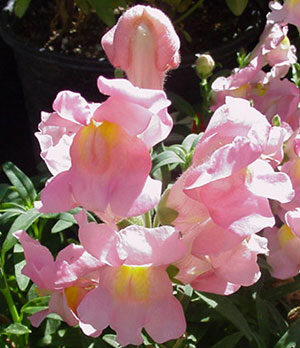 7月2日金魚草(Snap Dragon).jpg