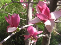7月4日紫木蘭(Lily Magnolia).jpg