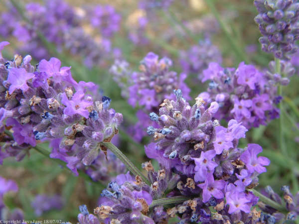 7月5日熏衣草(Lavender）.jpg
