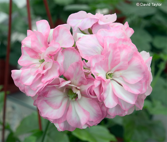 7月9日天竺葵藤(Ivyleaved Geranium).jpg