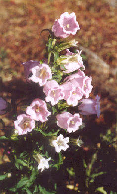 7月10日風鈴草(Canterbury Bell).jpg
