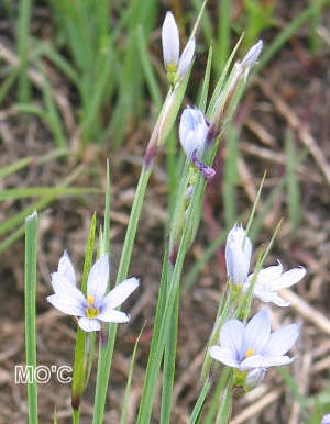 7月13日野草之花(Flowers of Grass).jpg