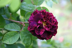 7月15日澳洲野玫瑰(Austrian Briar Rose).jpg