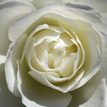 7月17日白玫瑰(White Rose).jpg