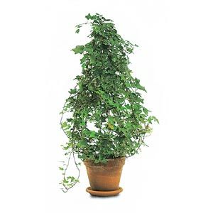 9月2日墨西哥常春藤(Mexican Ivy).jpg