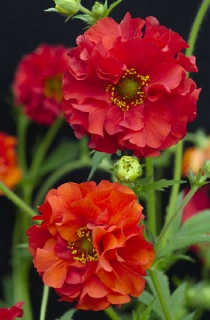 9月4日蘿蔔草(Geum).jpg