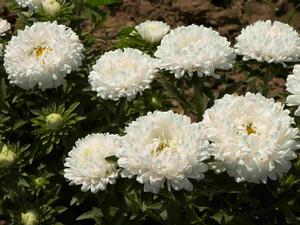 9月10日白色翠菊(China Aster).jpg