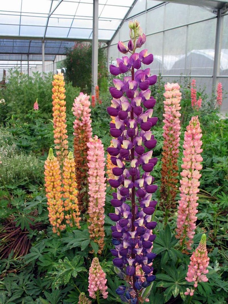 11月2日羽扇豆(Lupinus).jpg