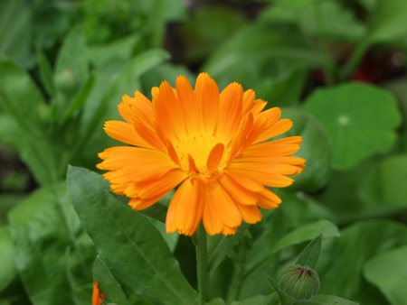 11月7日萬壽菊(Marigold).jpg