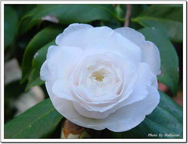 11月11日白色山茶花(Camellia).jpg