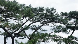 11月14日松(Pine).jpg