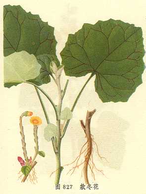11月17日款冬(Sweet-Scented Tussilango).jpg