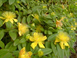 11月19日 弟切草(Aaron\'s Beard).jpg