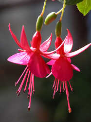 11月21日吊鐘花(Bell Flower).jpg