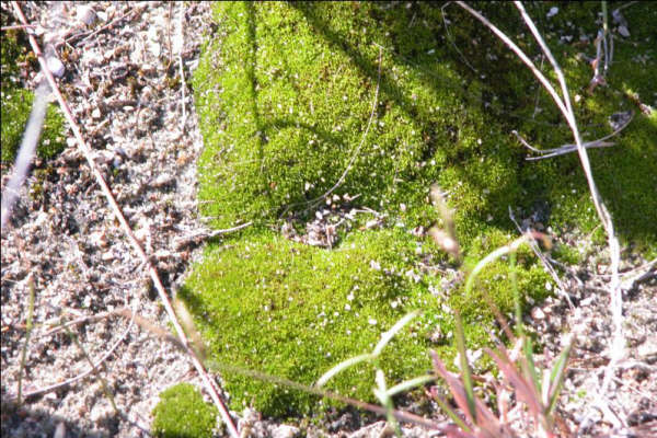 12月2日 苔藓(Moss).jpg
