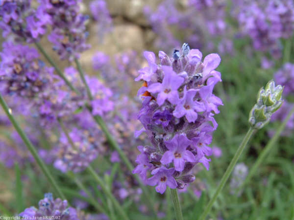 12月3日 熏衣草(Lavender).jpg