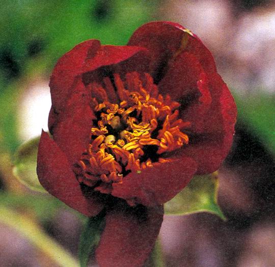 12月26日聖誕薔薇(Christmas Rose).jpg