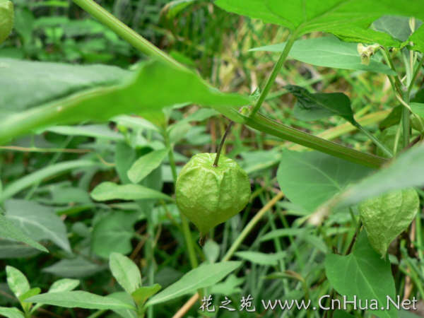 12月29日燈籠草(Winter Cherry).jpg