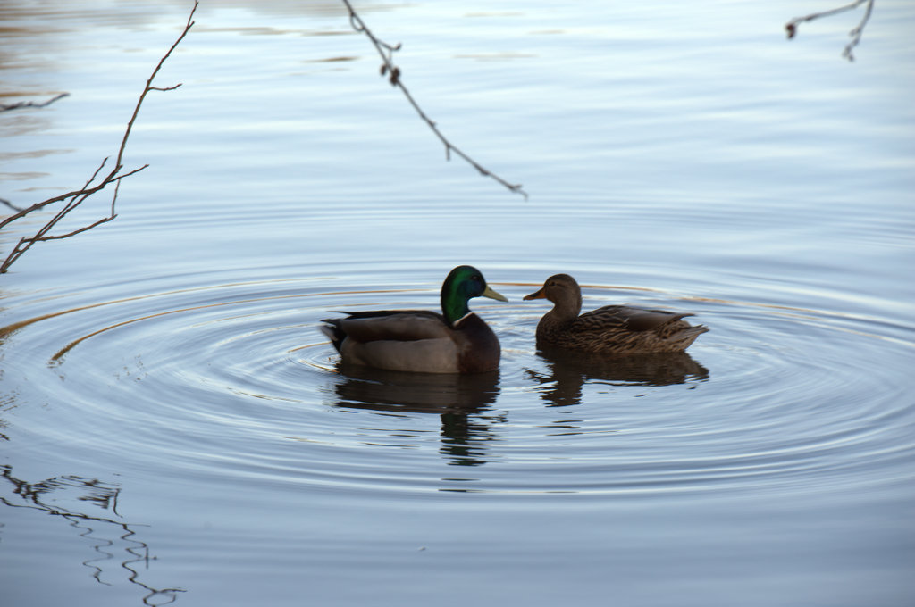 DSC_2437.jpg