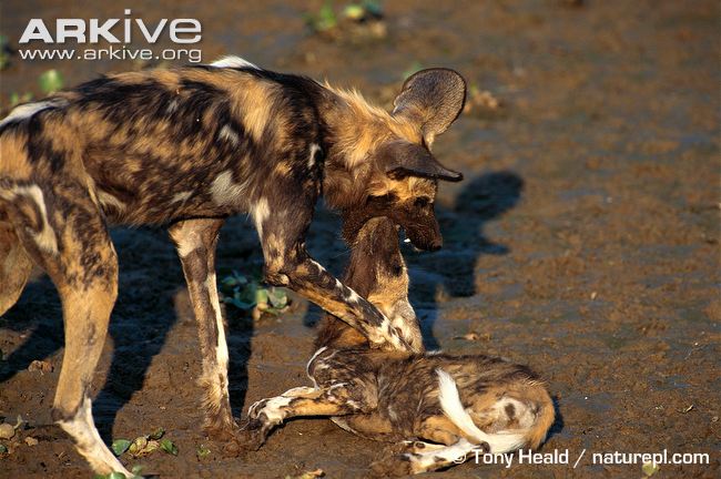 African-wild-dog-regurgitating-food-for-pup.jpg