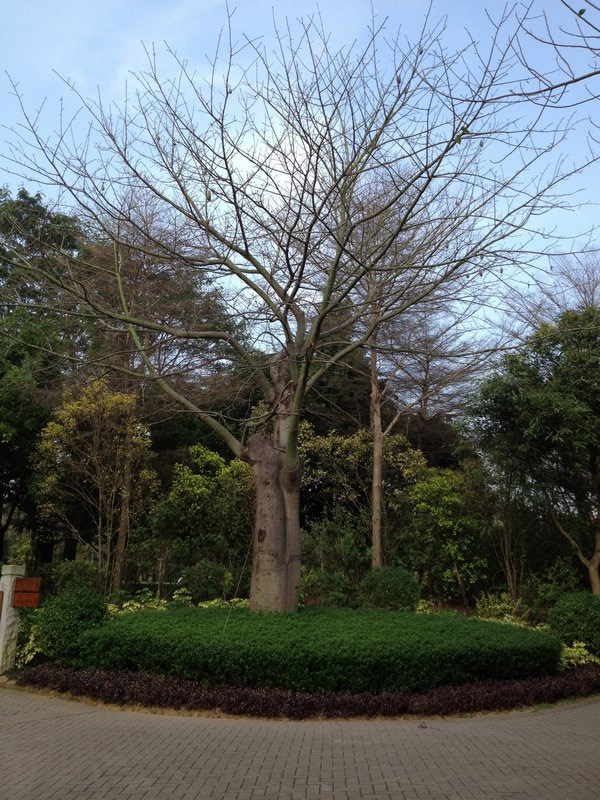 PLANT.jpg