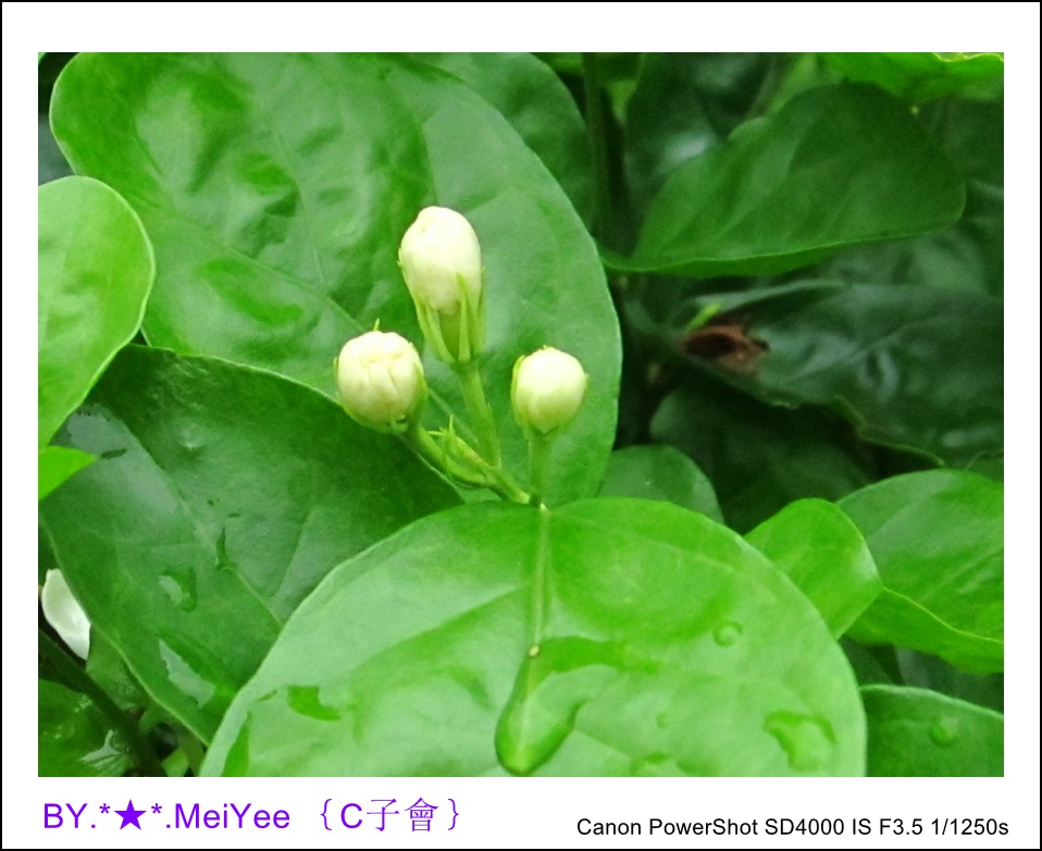 C紫會茉莉花 (21).JPG