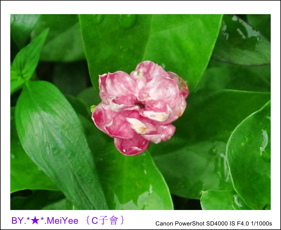 C紫會茉莉花 (16).JPG