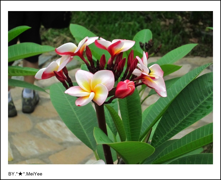 C子會雞蛋花 (11).JPG