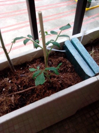 車厘茄, 我撐住