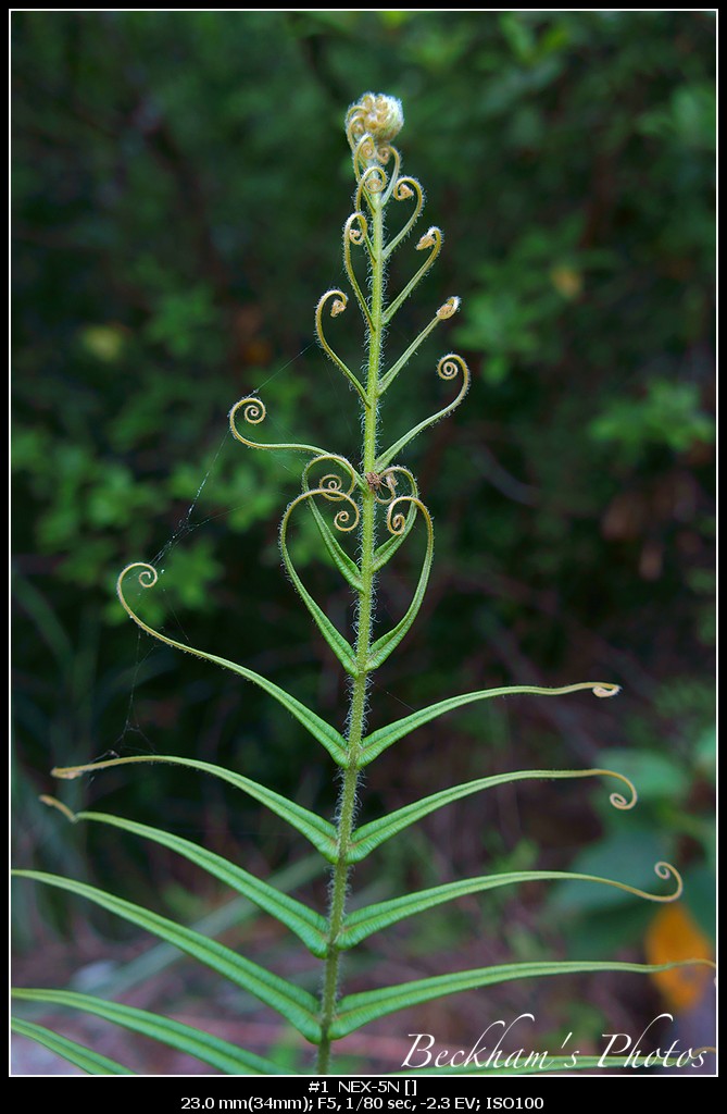 plant.jpg