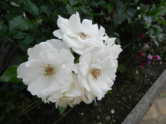 DSCN0933.JPG