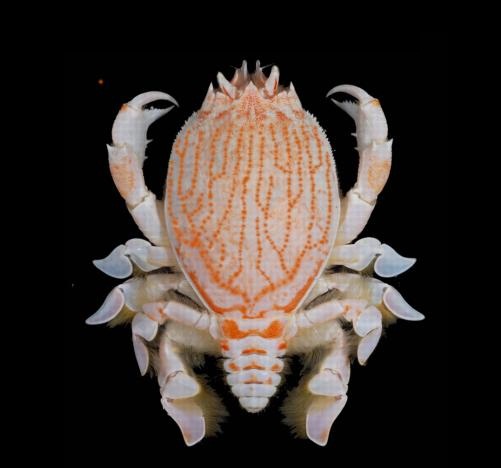 綿蟹派 Podotremata.jpg