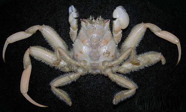 圓關公蟹總科 Cyclodorippoidea.jpg