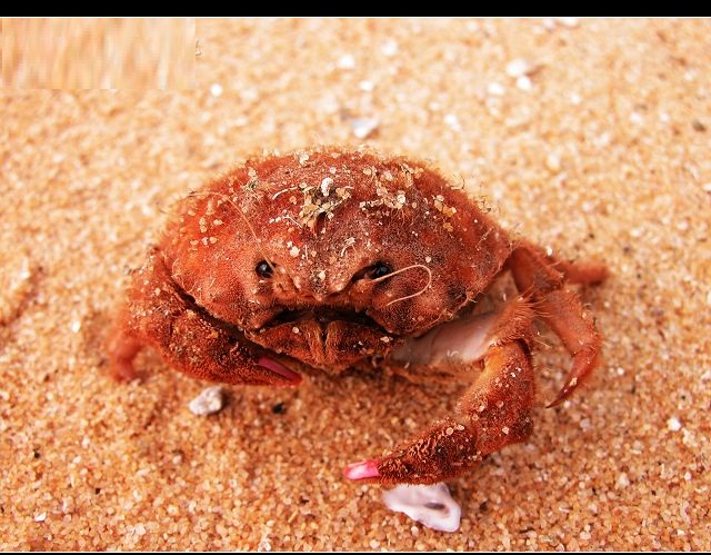 綿蟹總科 Dromioidea.jpg