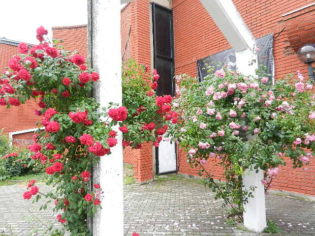 DSCN1135.JPG