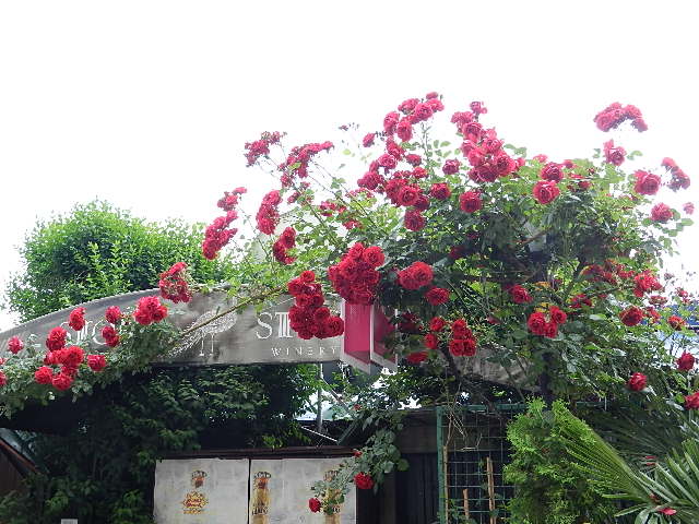 DSCN1198.JPG