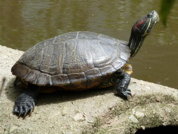 turtle.jpg