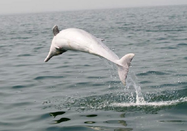 中華白海豚16.jpg