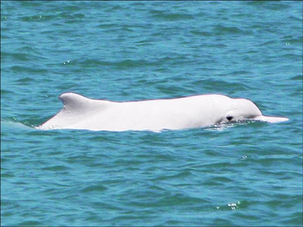 中華白海豚5.jpg