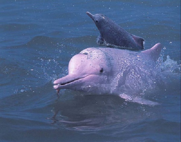 中華白海豚18.jpg