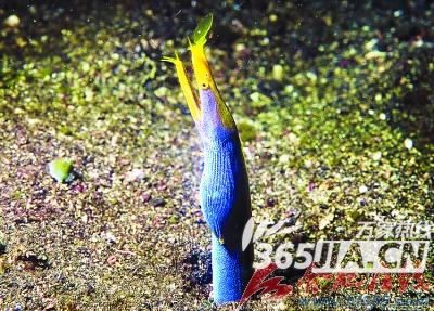 “变性鱼” 五彩鳗随身体变色换性别