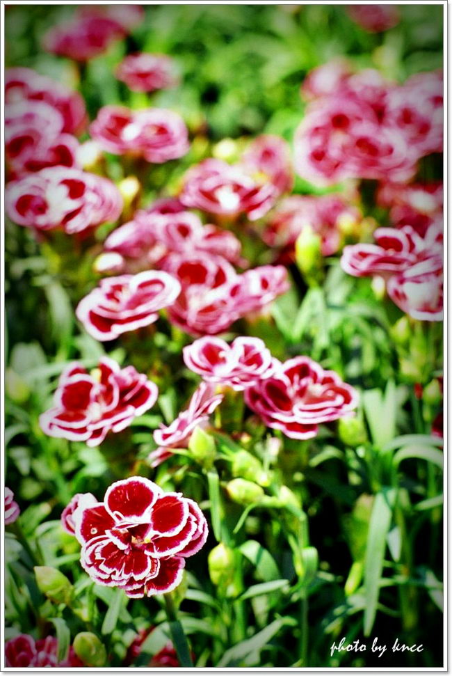 KODAK E100VS 201203 001.jpg