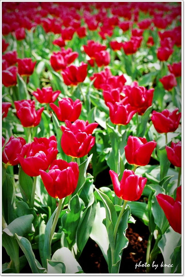 KODAK E100VS 201203 017.jpg
