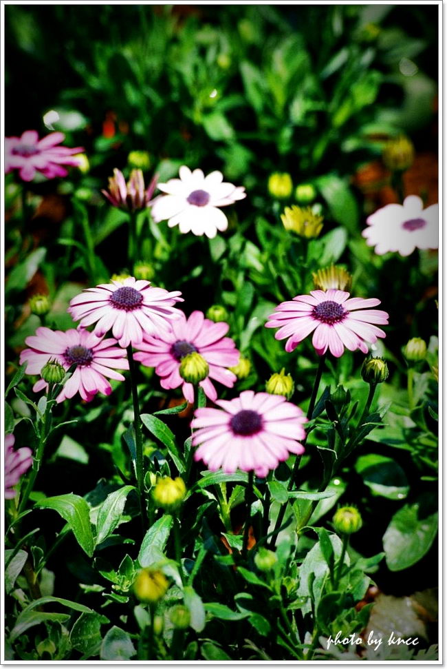 KODAK E100VS 201203 019.jpg