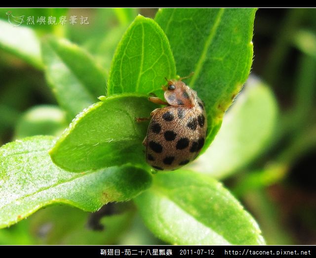 茄二十八星瓢蟲.jpg