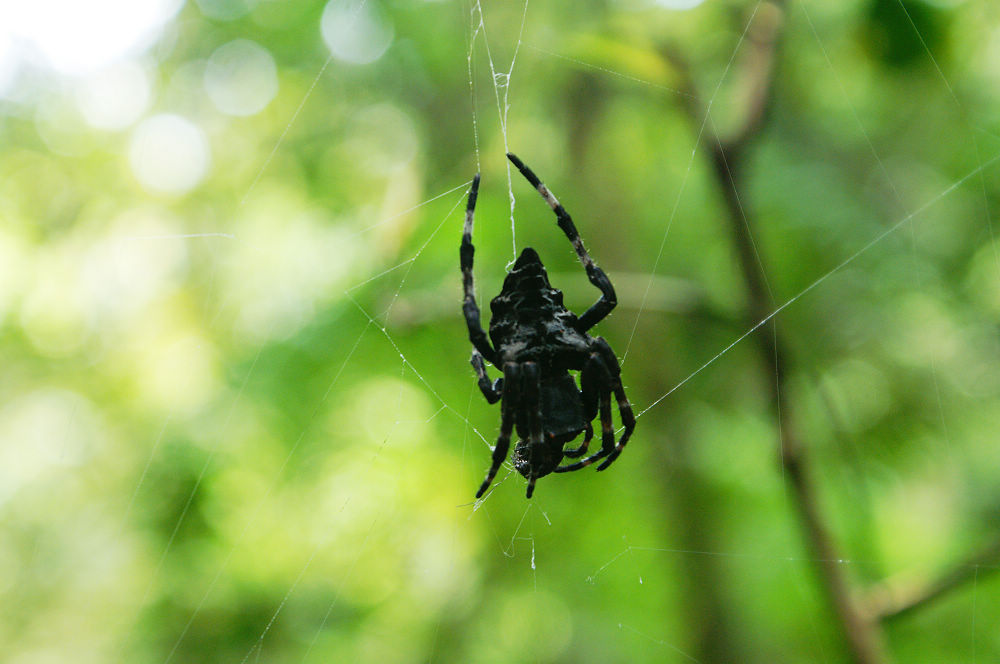 黑蜘蛛2.jpg