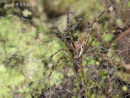 中華褸網蛛2.jpg