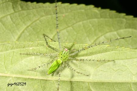 台灣綠貓蛛1.jpg