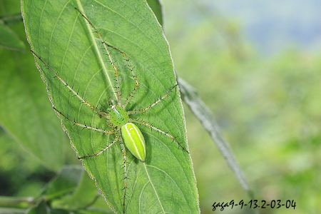 台灣綠貓蛛2.jpg