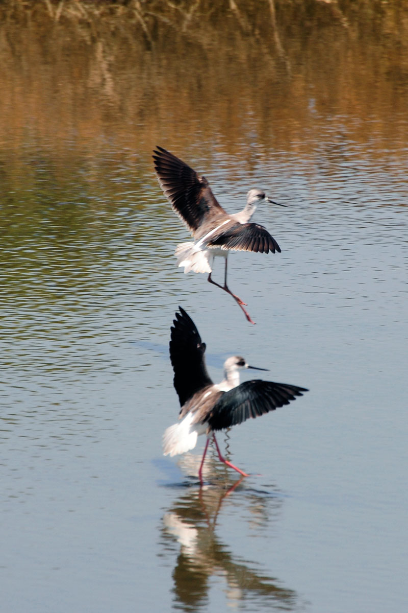 birds.jpg